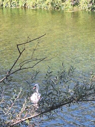 Schwan