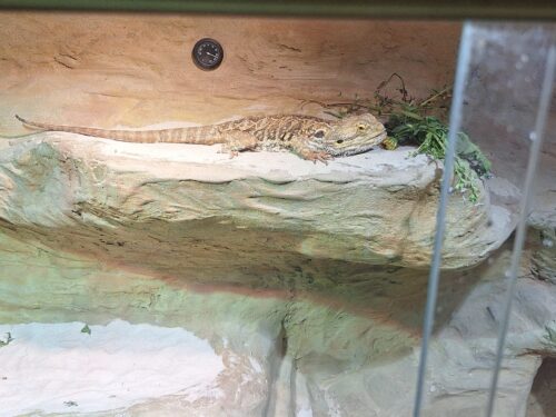 Bartagame im Terrarium