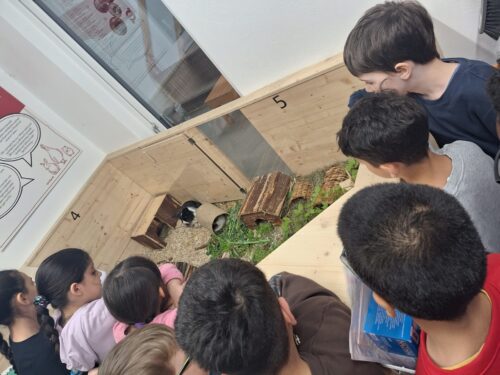 Kinder stehen um ein Kaninchengehege